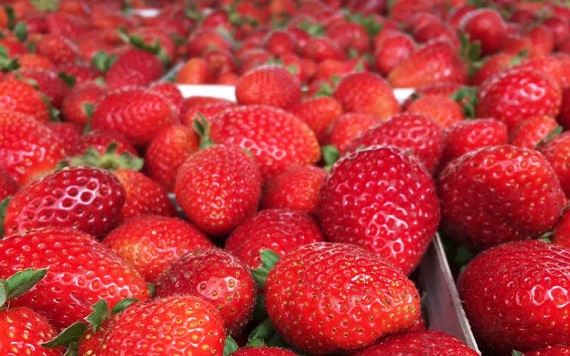 Carlsbad Farmers Market