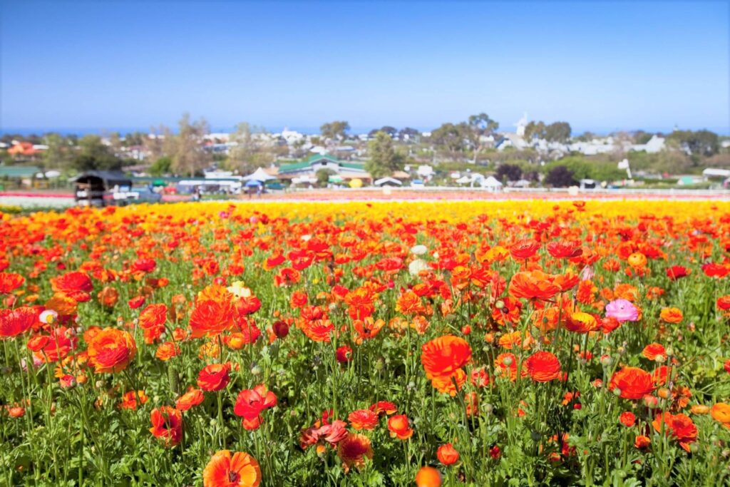 Carlsbad Flower Fields