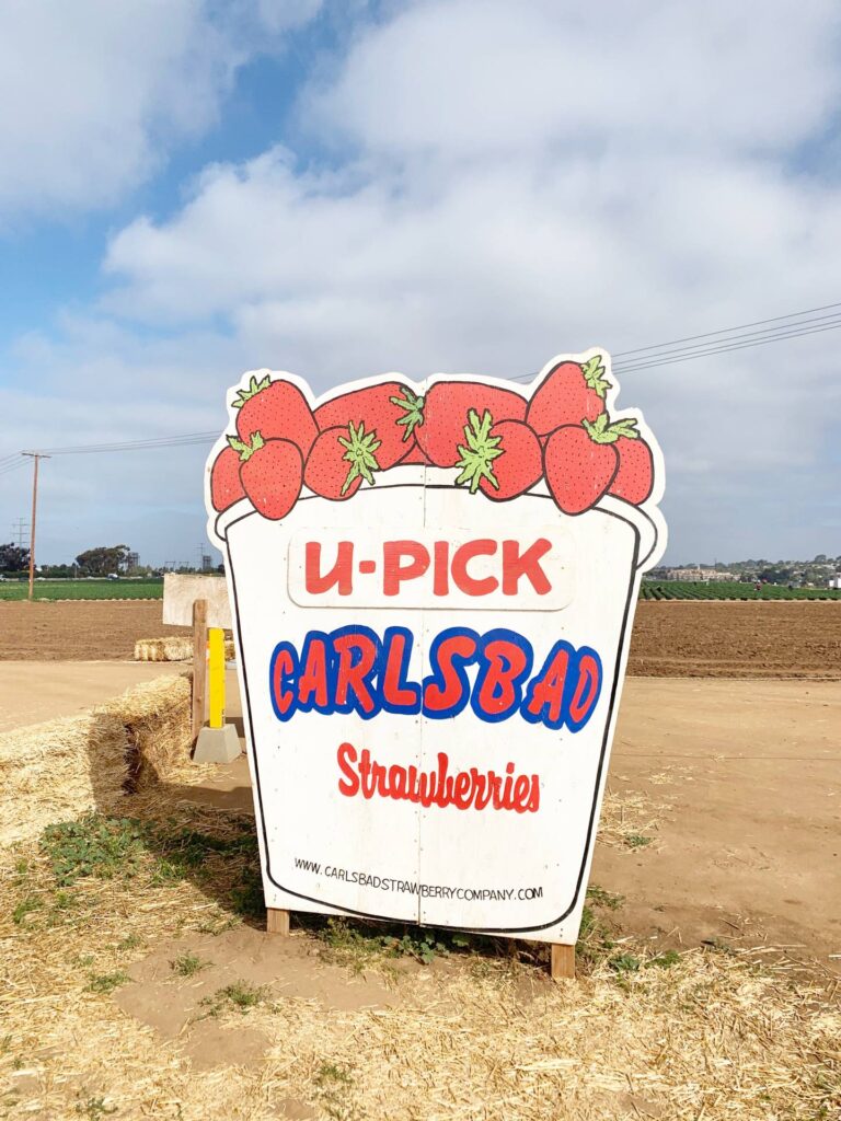 Strawberry Picking in Coastal Carlsbad Haustay Vacation Rentals