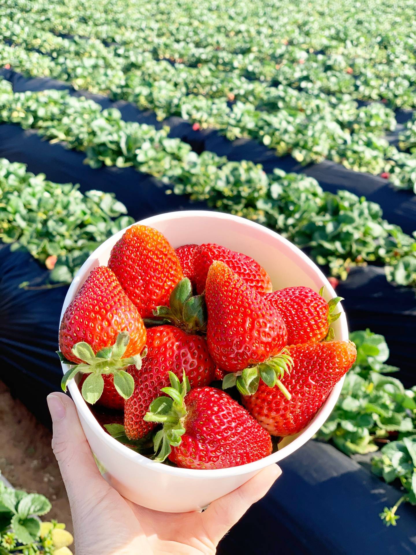 U-pick strawberries