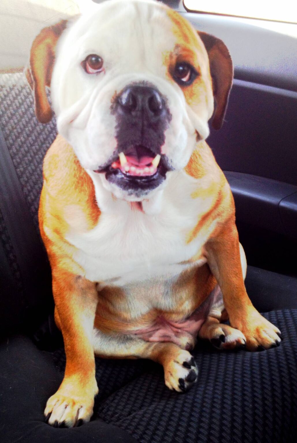 Should You Allow Pets In Your Vacation Rental In San Diego? Haustay